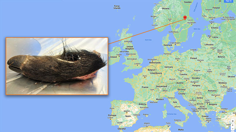 Sweden confirms first ASF case within the nation – Swine information