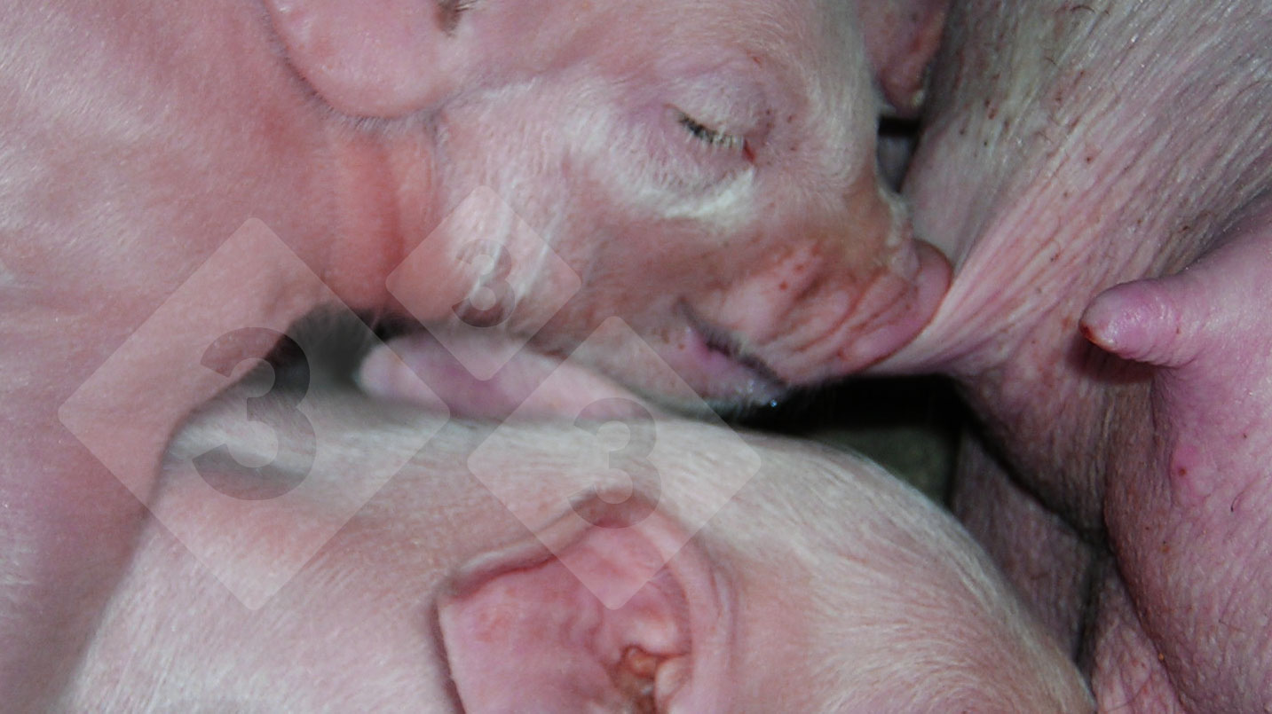 Affect of discontinuing perinatal antibiotic remedies in piglets – Articles
