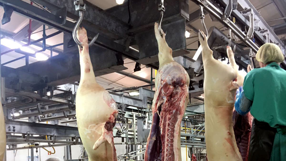 FAO meat worth index August 2023 – Swine information