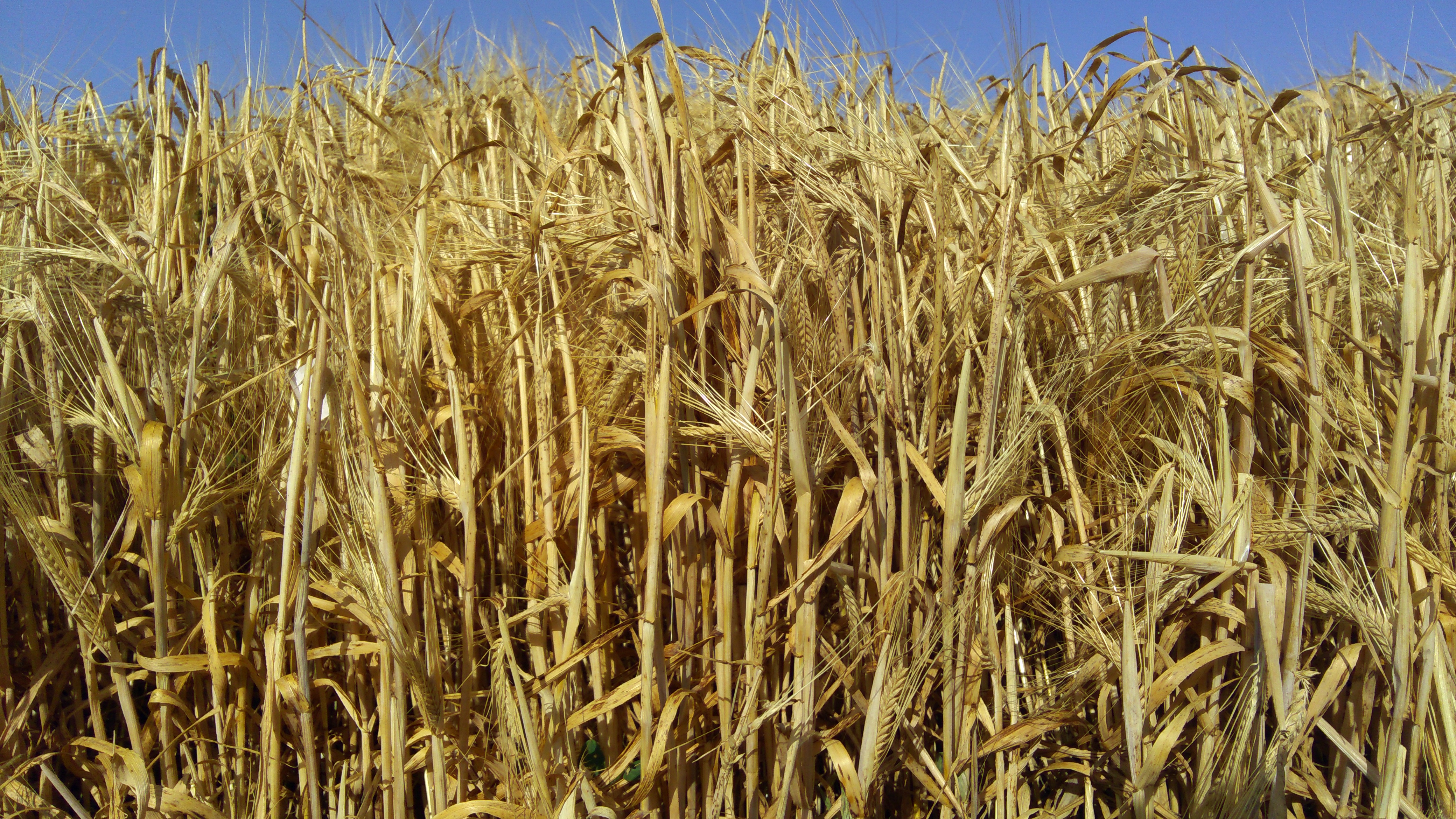 FAO cereal worth index August 2023 – Swine information