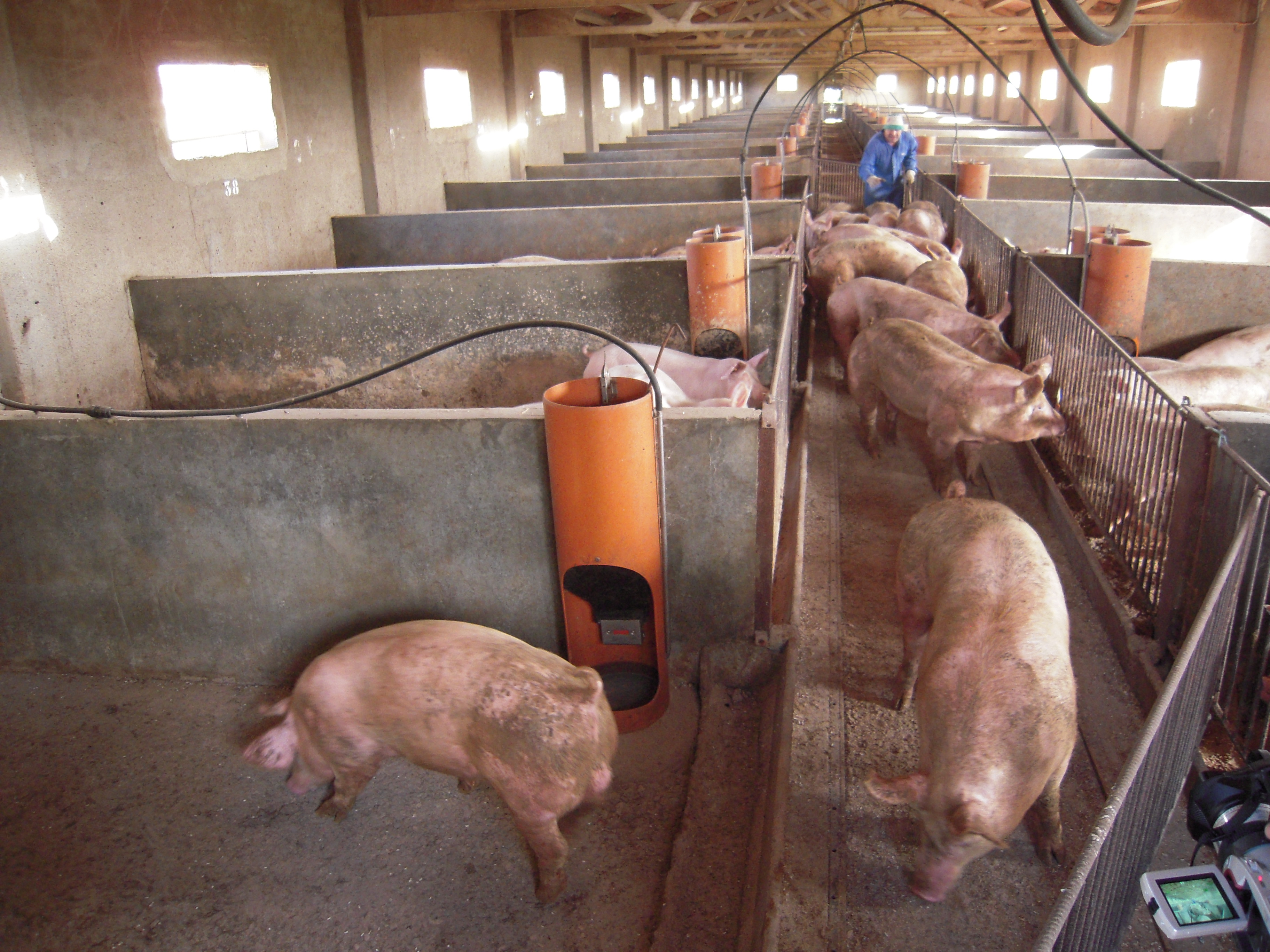 New file finds international lower in antimicrobial use in animals – Swine information