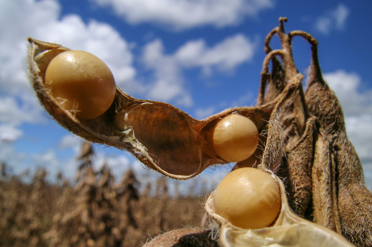 Argentina soybean business in 2023 is the bottom in six years – Swine information