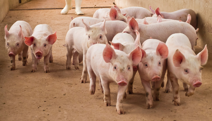 Brazilian pig slaughter falls within the second quarter of 2023 – Swine information