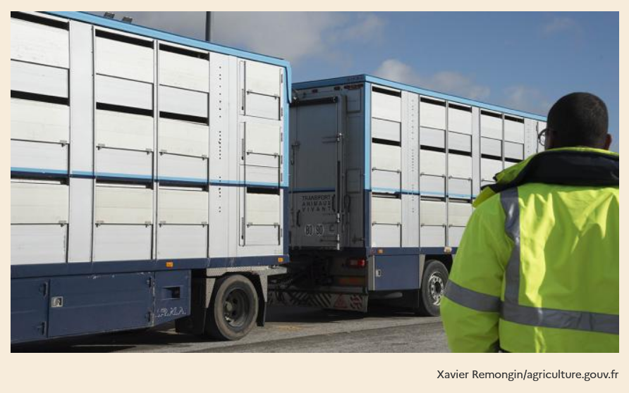 France items its priorities within the Eu welfare assessment – Swine information