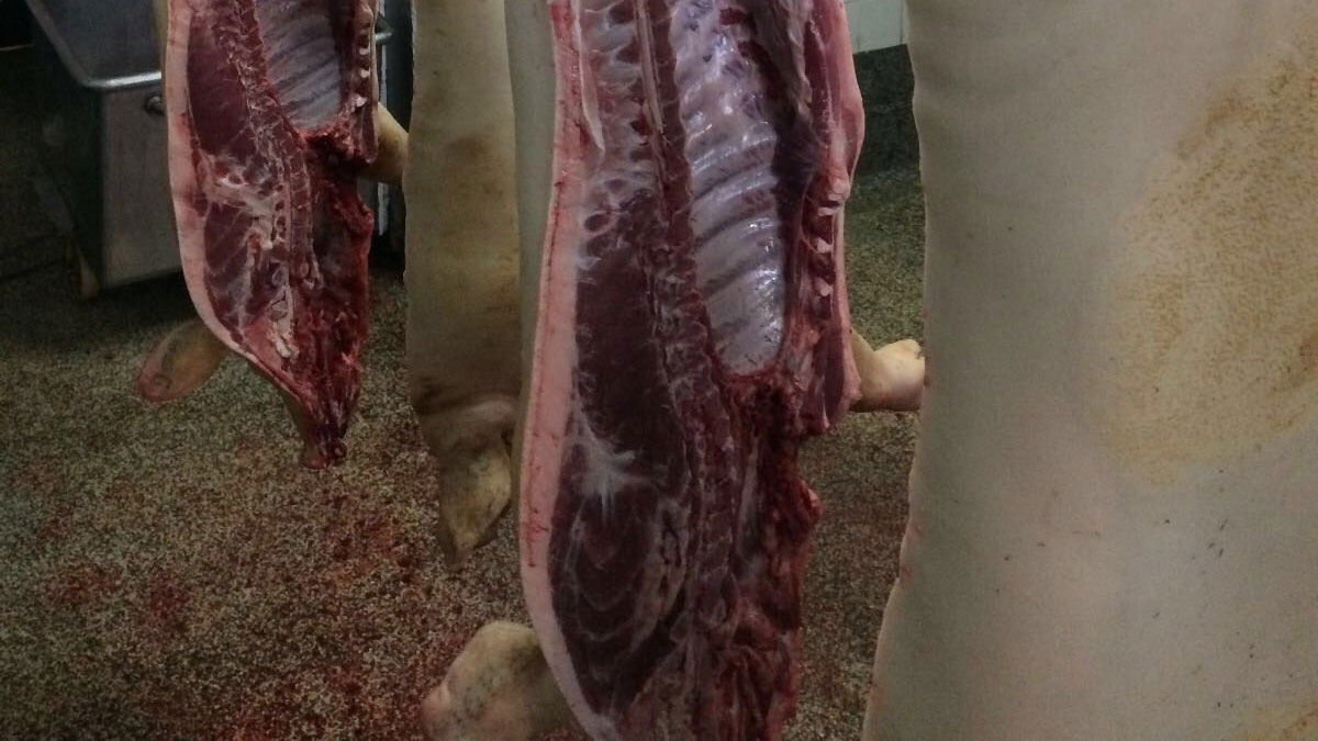 Vital build up in Portuguese imports of are living pigs – Swine information