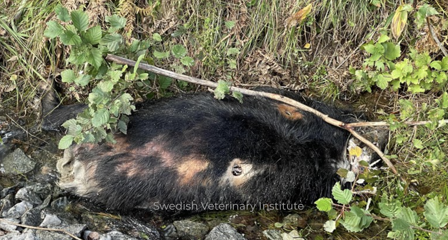 ASF has now been present in 18 wild boar in Sweden – Swine information