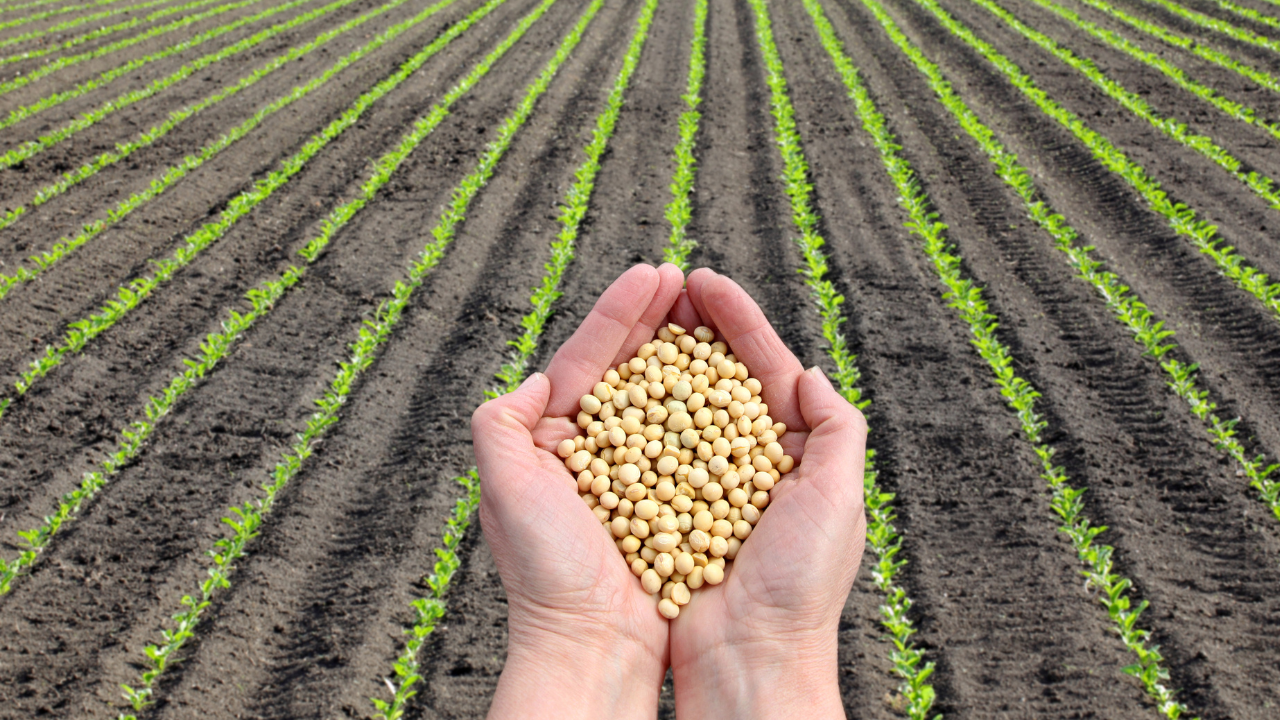 Adverse outlook for Brazilian soybean by-products – Swine information