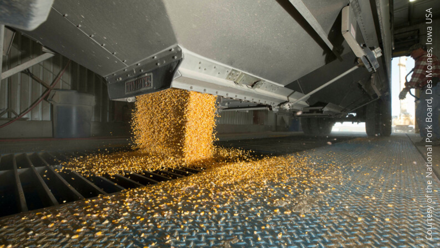 FAO Cereal Worth Index in September 2023 – Swine information