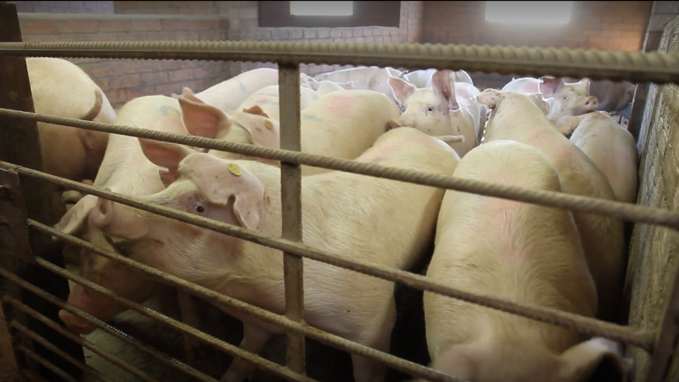 Belarus addresses disaster in swine business – Swine information