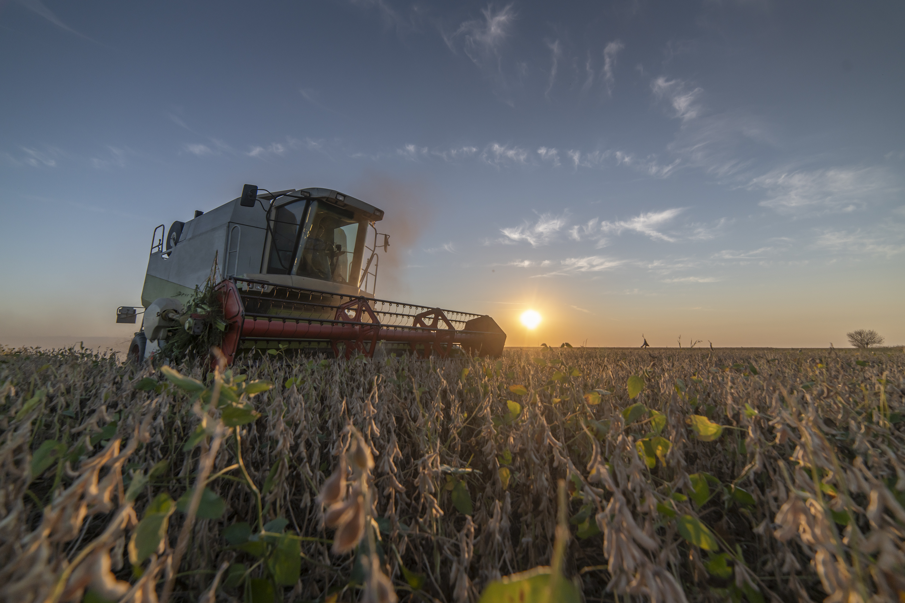 Marketplace implications from corn and soybean yields beneath local weather alternate – Swine information