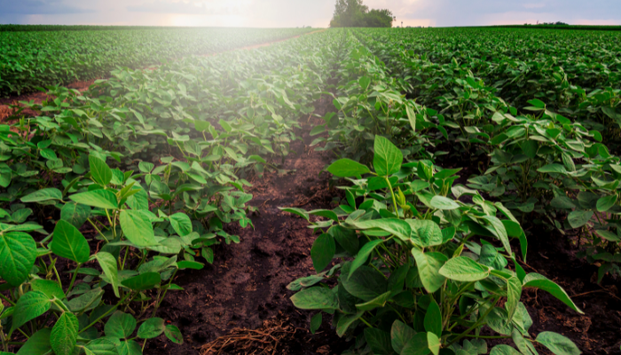 Brazil  Agricultural Prices: CONAB: Average Weekly Prices