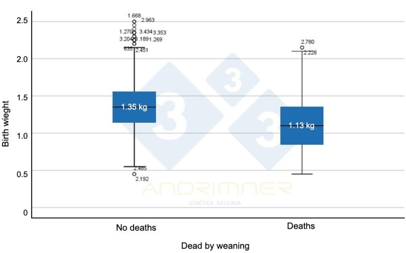 Graph 4. Average birth weight of surviving piglets (“no deaths”) and average birth weight of deaths. Highly significant differences between the two groups ( F=155.713; p<0.001) Source: Javier Lorente. Commercial farm, 3483 piglets weighed individually 2021.