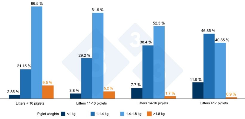 Graph 2. Birth weights by prolificacy. Source: ThinkinPig 2015
