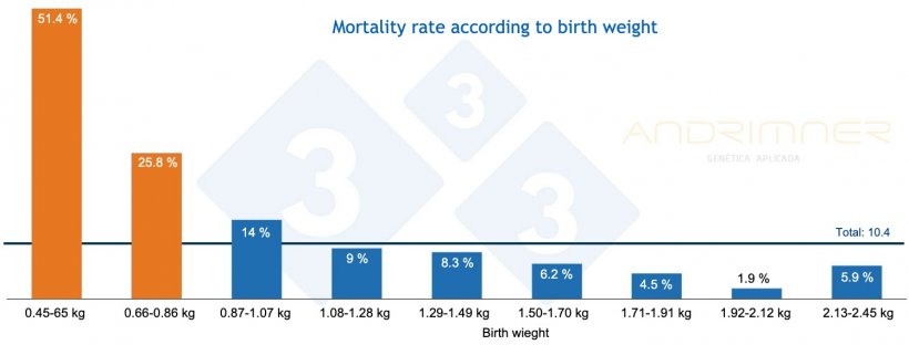 Graph 3. Mortality rate according to birth weight. Source: Javier Lorente. Commercial farm, 3483 piglets weighed individually 2021.
