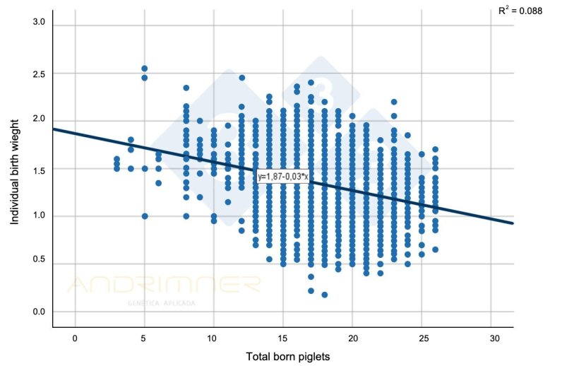 Graph 1. Regression curve of total born and individual birth weight. Source: Javier Lorente. Commercial farm, 3483 piglets weighed individually 2021.
