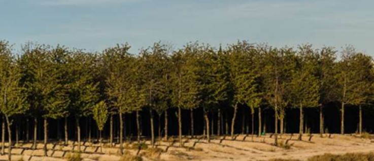 Hardwood forest crop&nbsp;in the middle of the Monegros desert.
