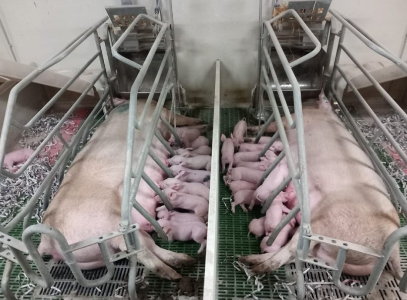 Paper is added during farrowing to improve piglet comfort.
