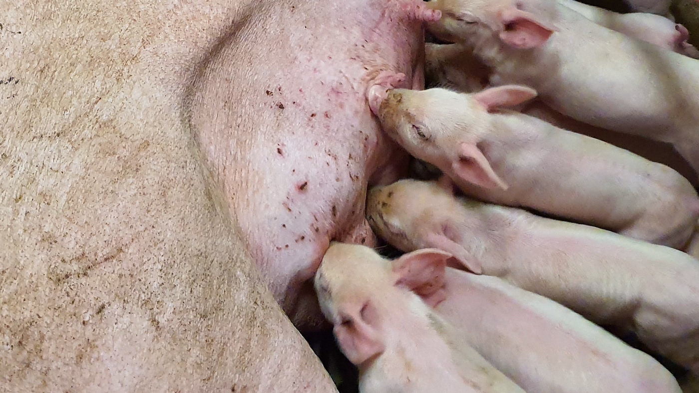 China’s beef provide chain emissions are set to say no, says Rabobank – Swine information