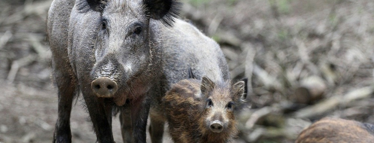 Belgium: Wallonia takes new measures towards wild boar overpopulation – Swine information