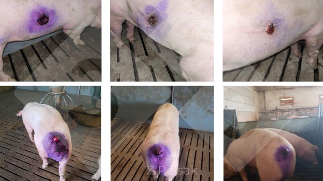 Figure 3. Results of treatment of skin wounds due to cannibalism.
