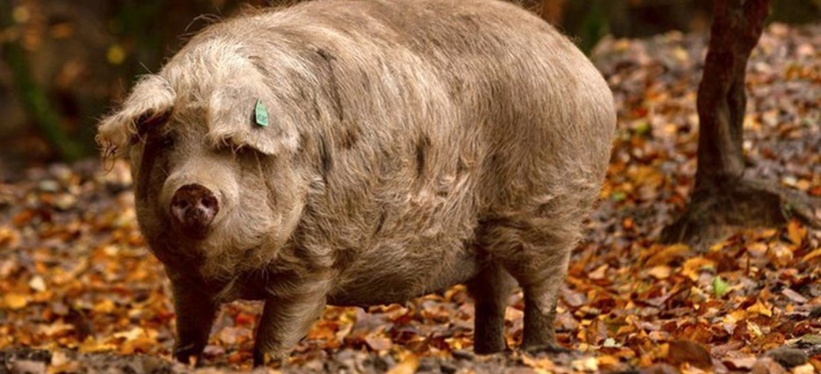 New geographical indication from Croatia – ‘Meso turopoljske svinje’ – Swine information