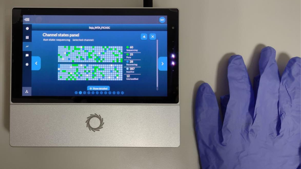 Argentina: INTA describes the genome of a non-GMO soybean selection – Swine information