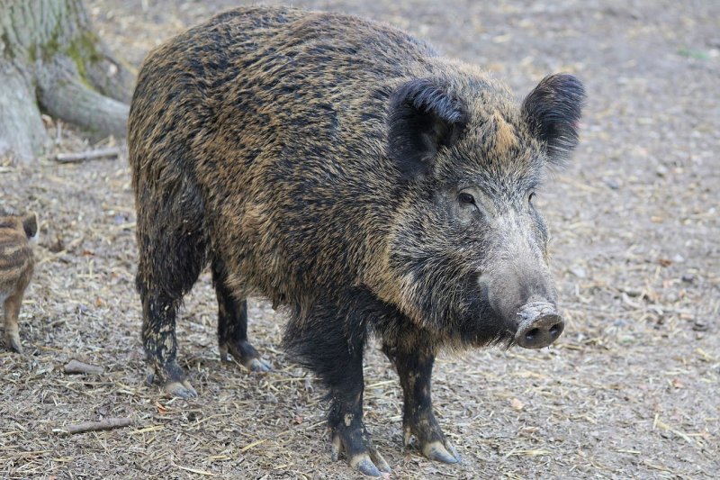Eradication of African swine fever from wild boar all through Sardinia – Swine information