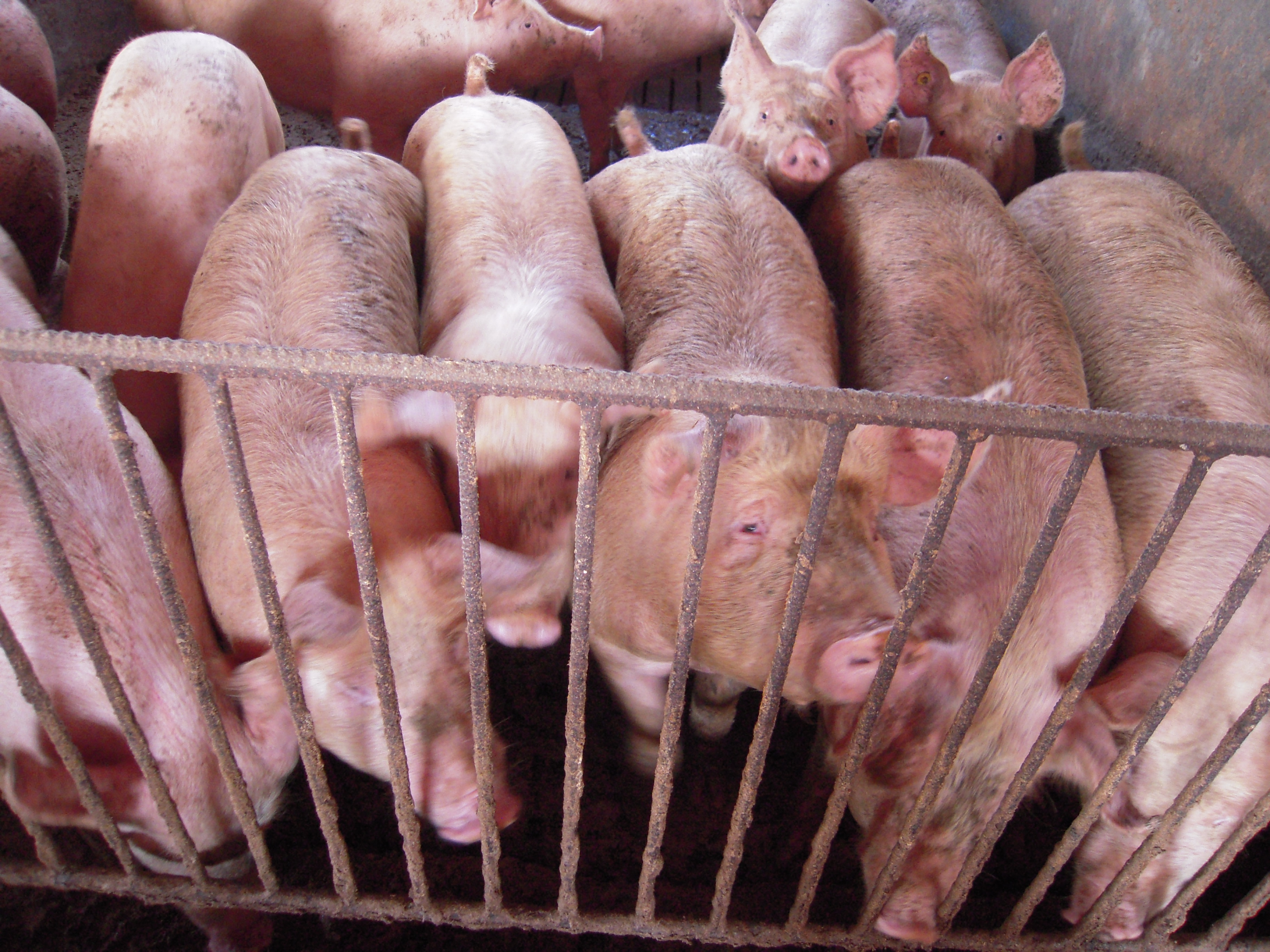 Gross sales of veterinary antibiotics in the United Kingdom succeed in lowest ever degree – Swine information