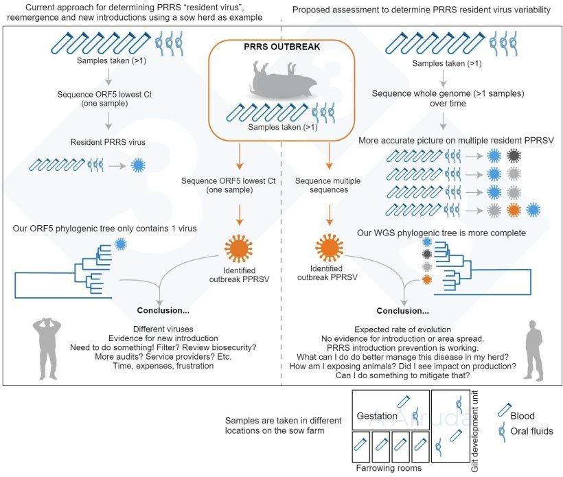 Figure 1. Illustration of an example of current common approach for determining PRRSV variant within a farm (left panel), and our proposed assessment to determine PRRSV resident virus variability (right panel).