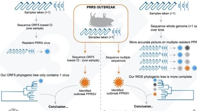 Figure&nbsp;1. Illustration of an example of current common approach for determining PRRSV variant within a farm (left panel), and our proposed assessment to determine PRRSV resident virus variability (right panel).

