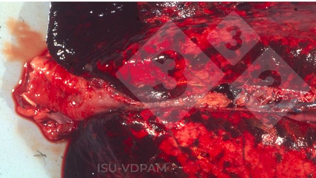Figure 1: Typical necro hemorrhagic lung lesions associated with characteristic APP infection. Source:&nbsp;ISU-VDPAM.

