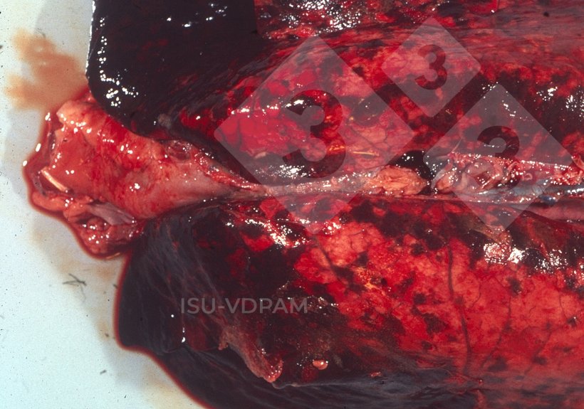 Figure 1: Typical necro hemorrhagic lung lesions associated with characteristic APP infection. Source: ISU-VDPAM.