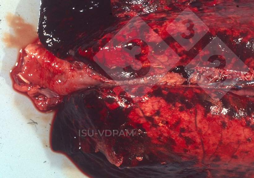 Figure 1: Typical necro hemorrhagic lung lesions associated with characteristic APP infection. Source:&nbsp;ISU-VDPAM.
