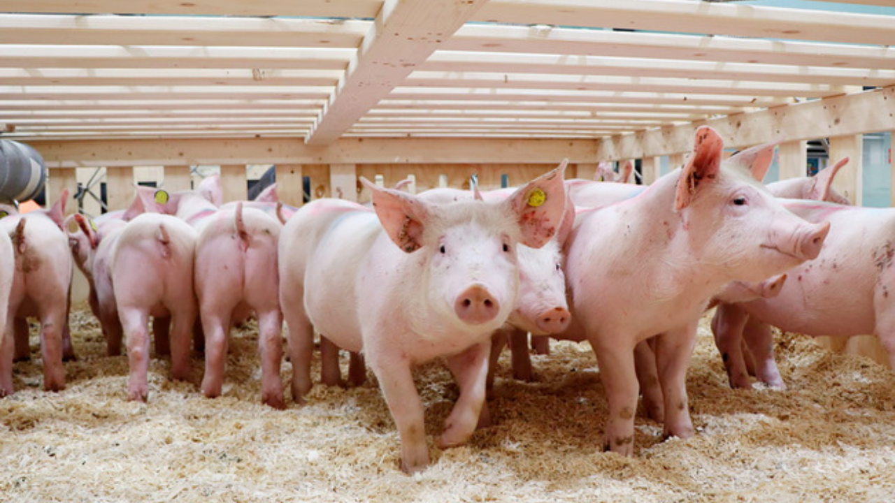 Mexico authorized protected importation of pigs from Denmark – Swine information