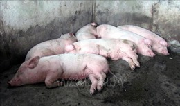 Recurrence of African swine fever in Quang Tri – Swine information