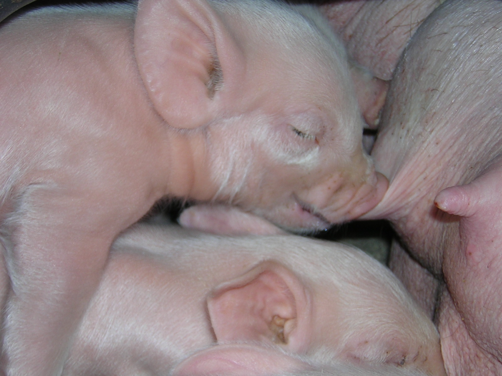 Rabobank world beef quarterly This fall 2023 – Swine information