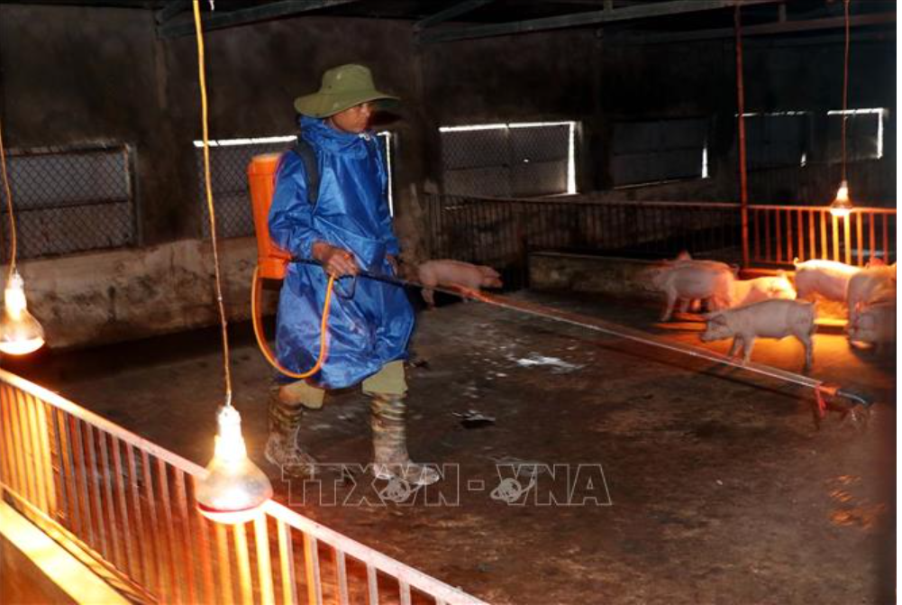 Vietnam requires measures to forestall and struggle ASF – Swine information
