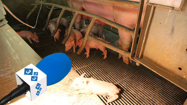 Reasonable weaning age of piglets in line with customers of 333 – About 333