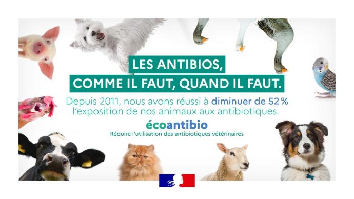 France’s plan to struggle antibiotic resistance – Swine information