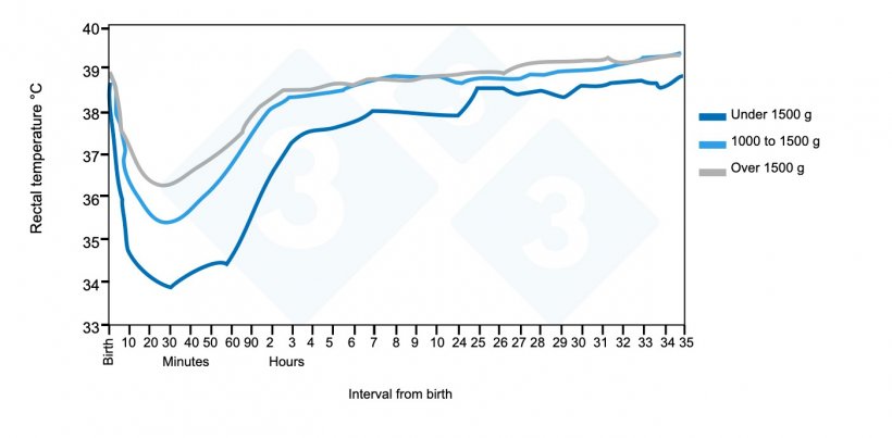 Figure 2. Rectal temperature trends from birth to 35 hours of age in relation to weight group at birth. Source: Pattison, English, MacPherson, and Birnie 1989.
