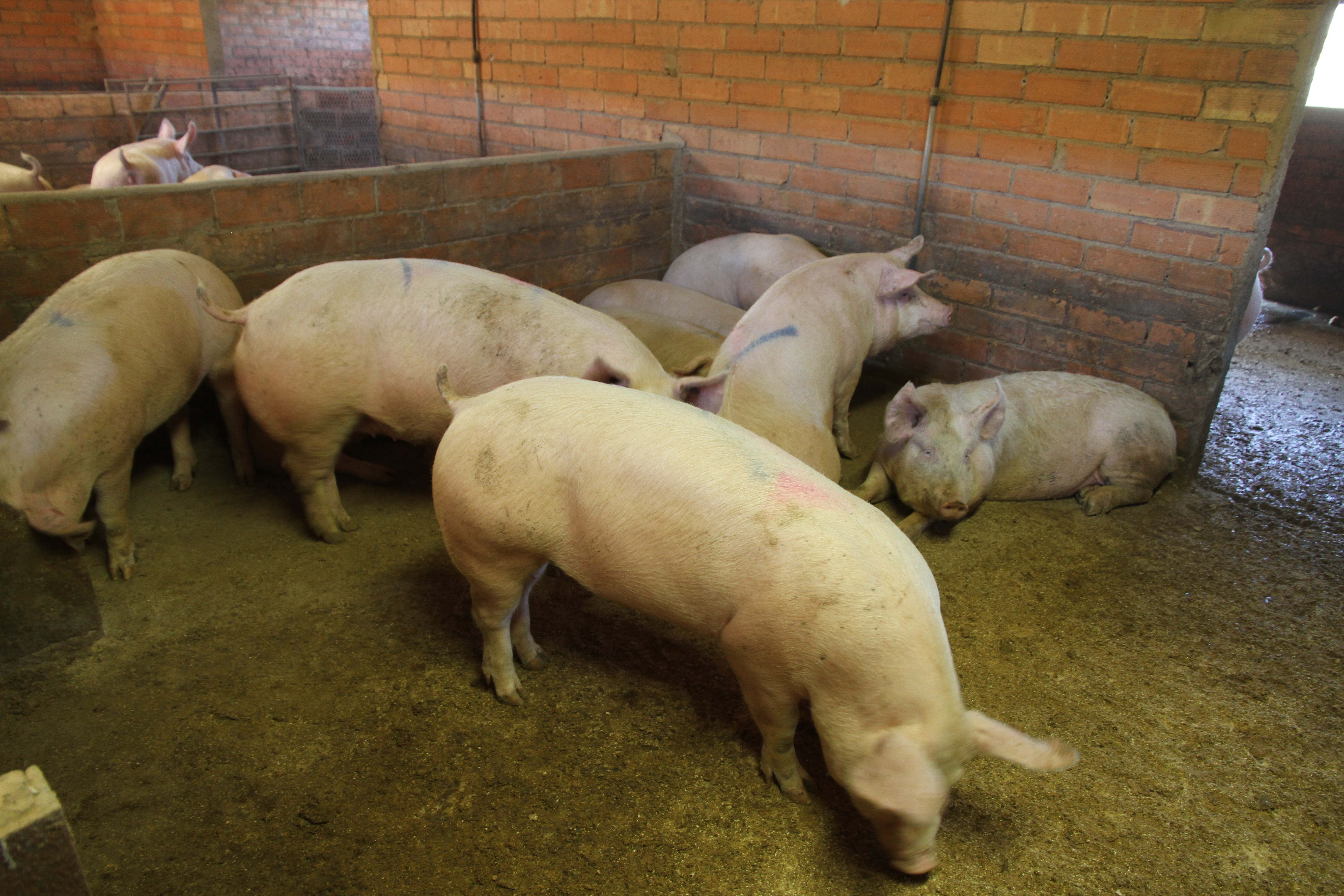 UK: Spherical 2 of slurry infrastructure grant scheme opens – Swine information