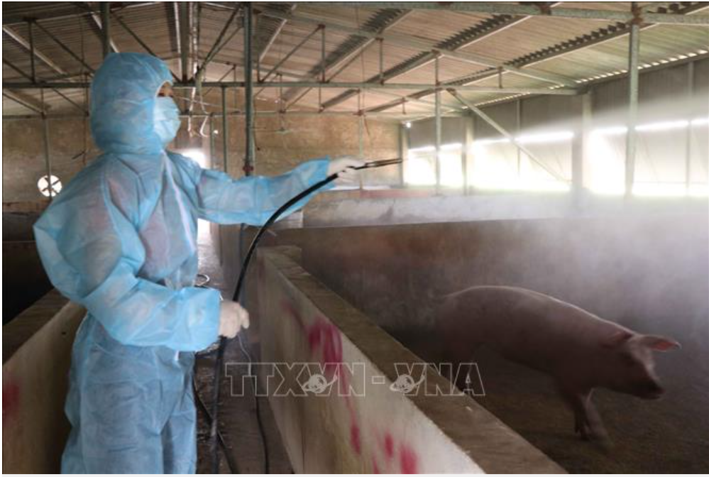 African swine fever circumstances on the upward push in Vietnam – Swine information