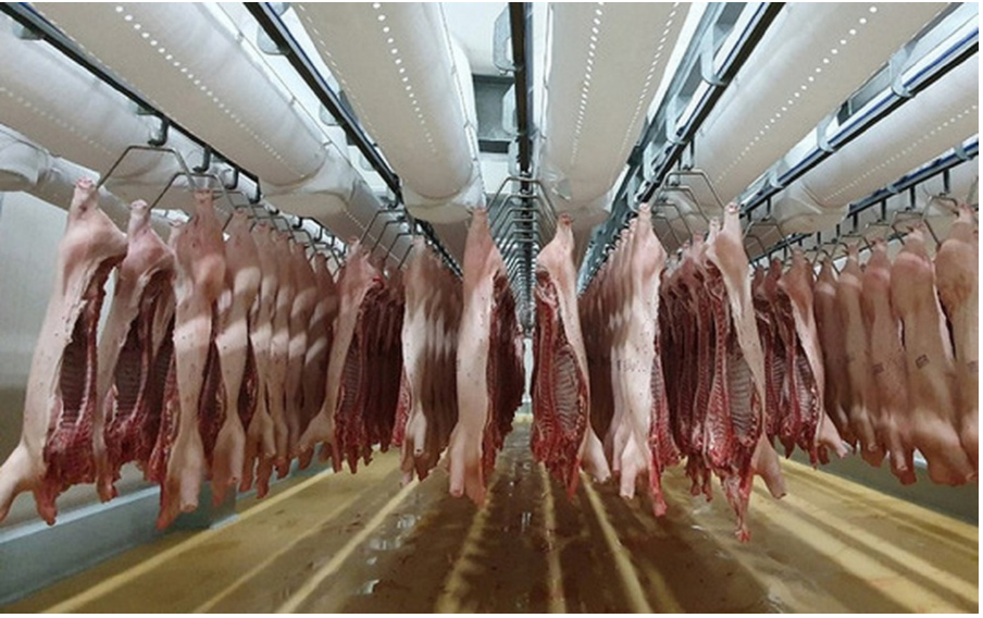 Cattle industry scenario in Vietnam – Swine information