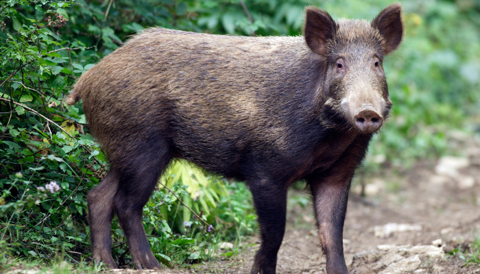 Invoice authorizing wild boar keep watch over and control in Santa Catarina – Swine information