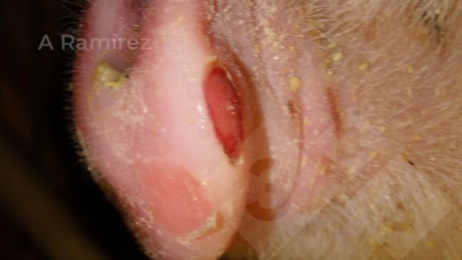 Figure 1. A pig&rsquo;s nose demonstrating the classical lesions associated with vesicular disease including Foot and Mouth Disease. In this case the two vesicle have ruptured.
