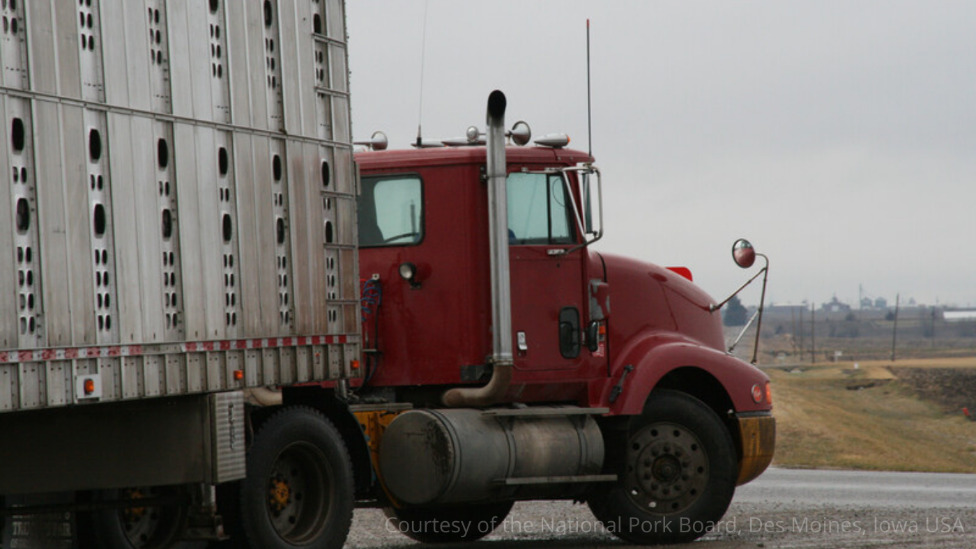 EU proposes new laws to make stronger animal welfare in delivery – Swine information