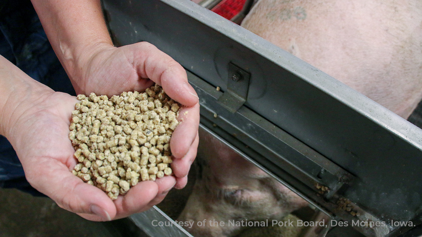 Present profitability of pig manufacturing in Poland – Articles