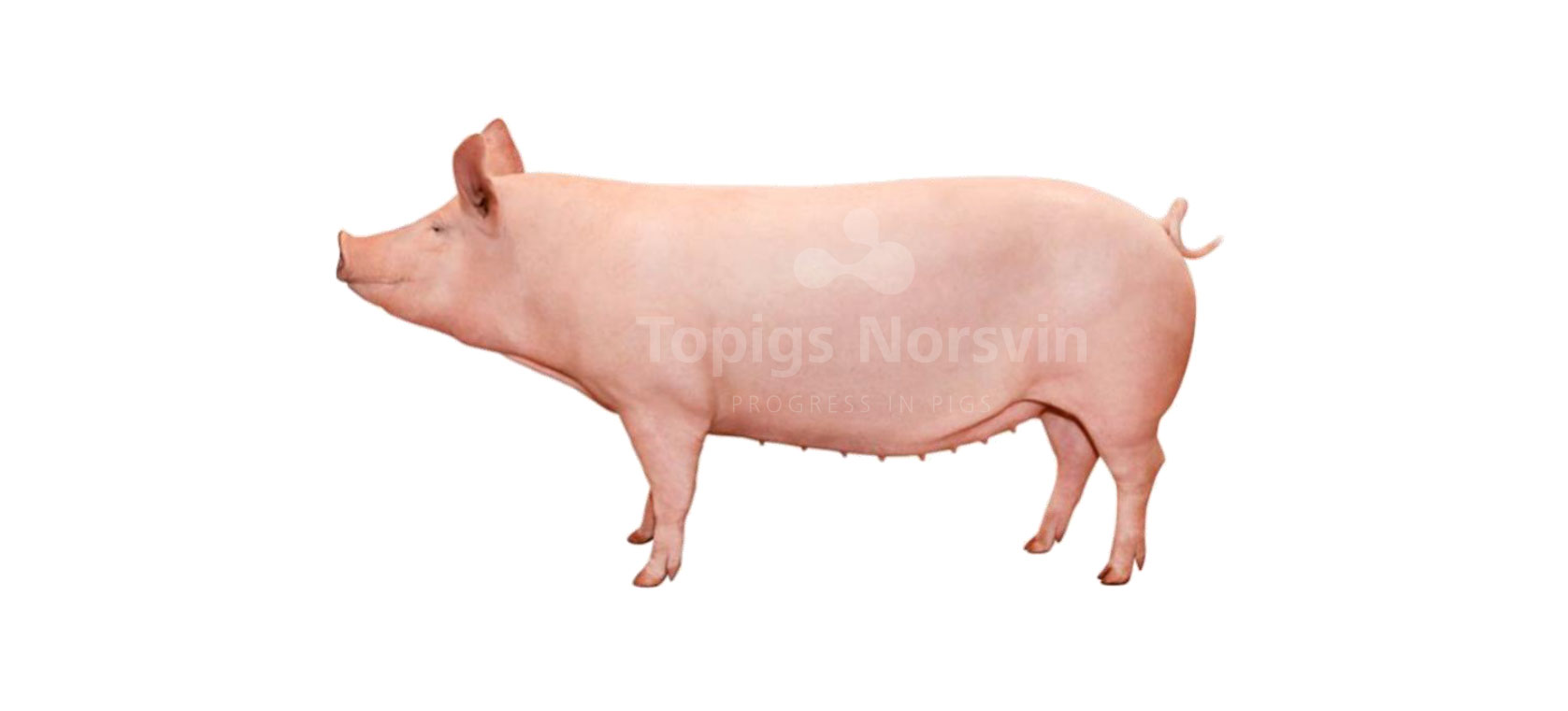 Topigs Norsvin dam traces. Well being – Articles
