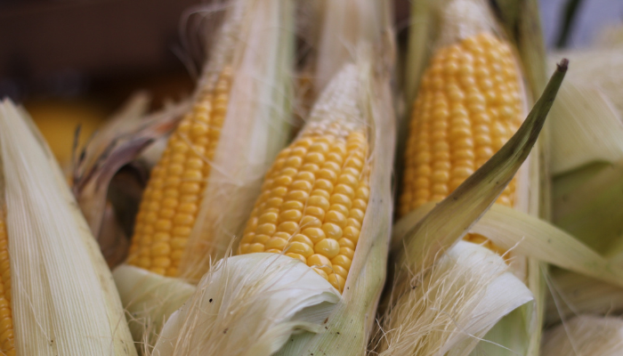 Brazil: Corn costs up nearly 10% in December – Swine information