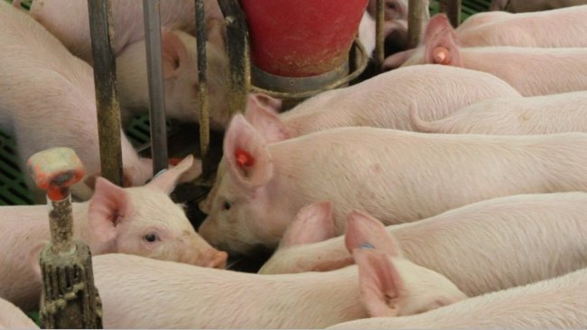 Fewer pig farms in North Rhine-Westphalia – Swine information